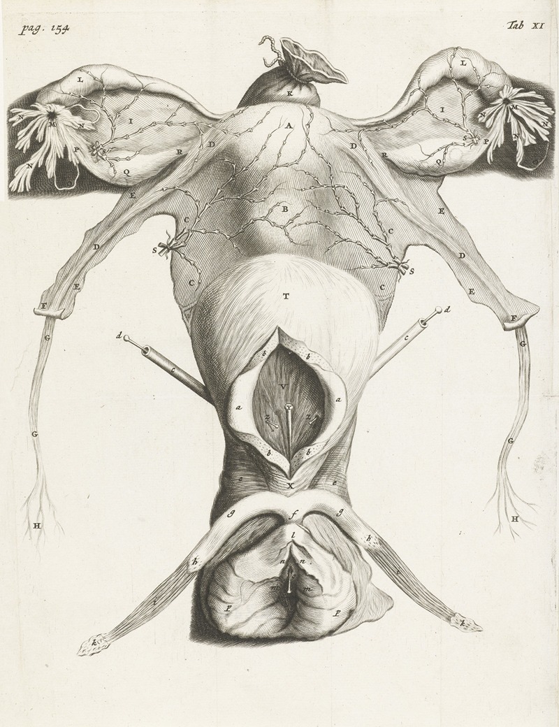 Hendrik Bary - Anatomical image of the uterus in enlarged form