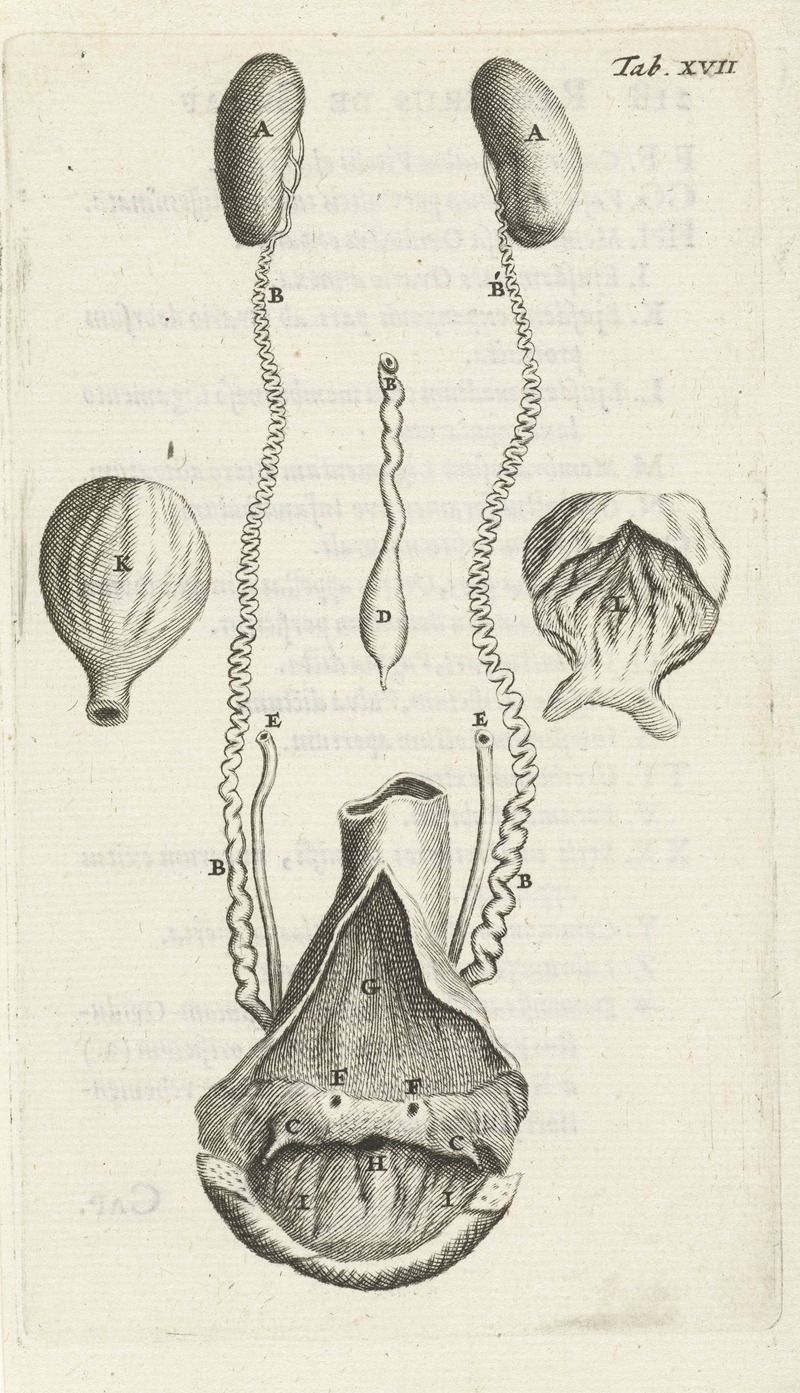 Hendrik Bary - Anatomical representation of various female genitalia