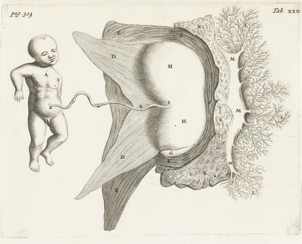 Hendrik Bary - Fetus still connected to the uterus by the umbilical cord