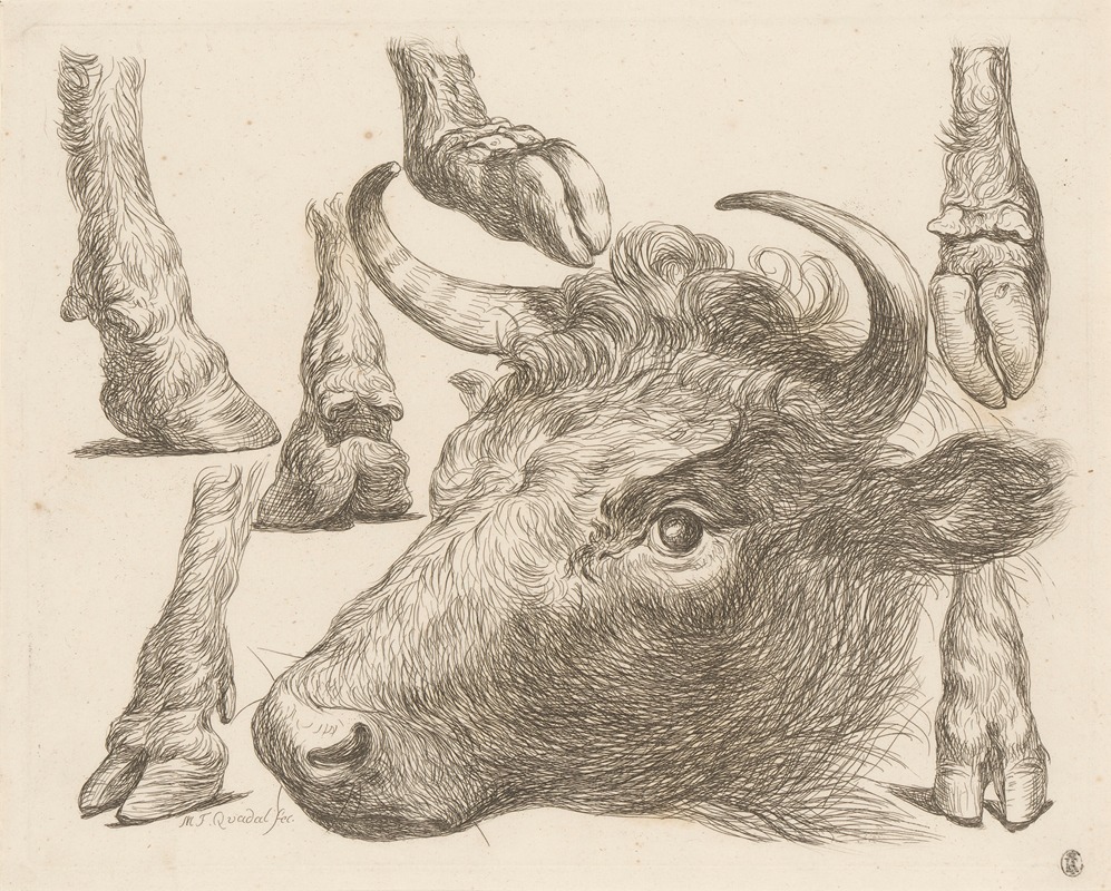 Martin Ferdinand Quadal - Cow head and studies of hooves