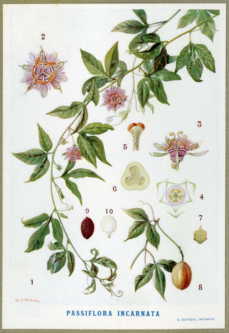 M. J. Vélque - Passiflora incarnata