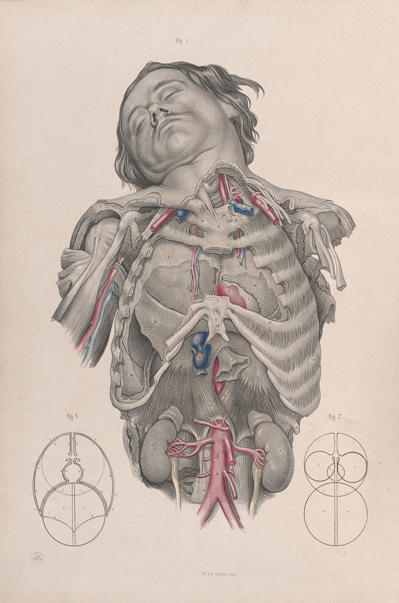 Joseph Maclise - Surgical anatomy Pl.01