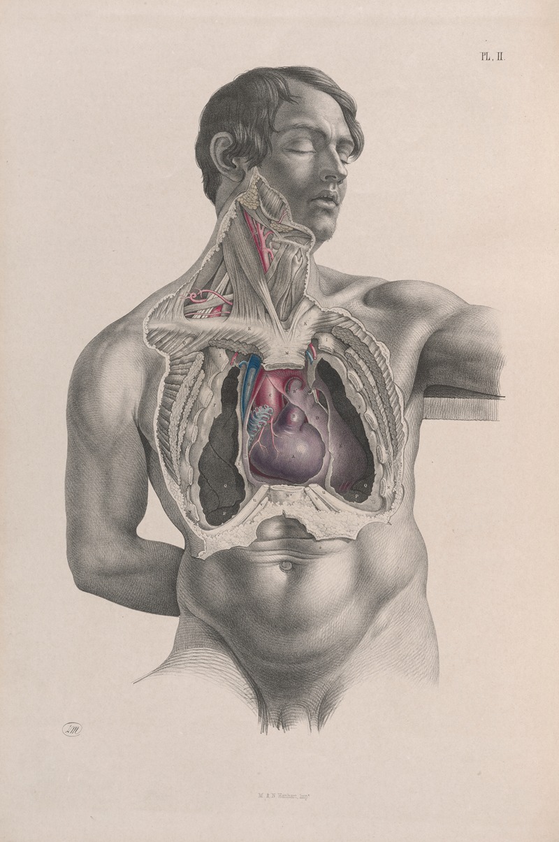 Joseph Maclise - Surgical anatomy Pl.02