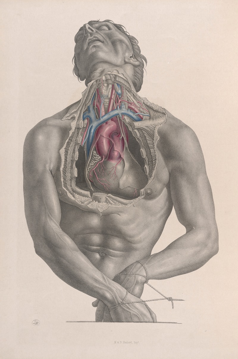 Joseph Maclise - Surgical anatomy Pl.03