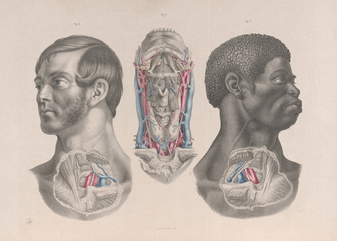 Joseph Maclise - Surgical anatomy Pl.04