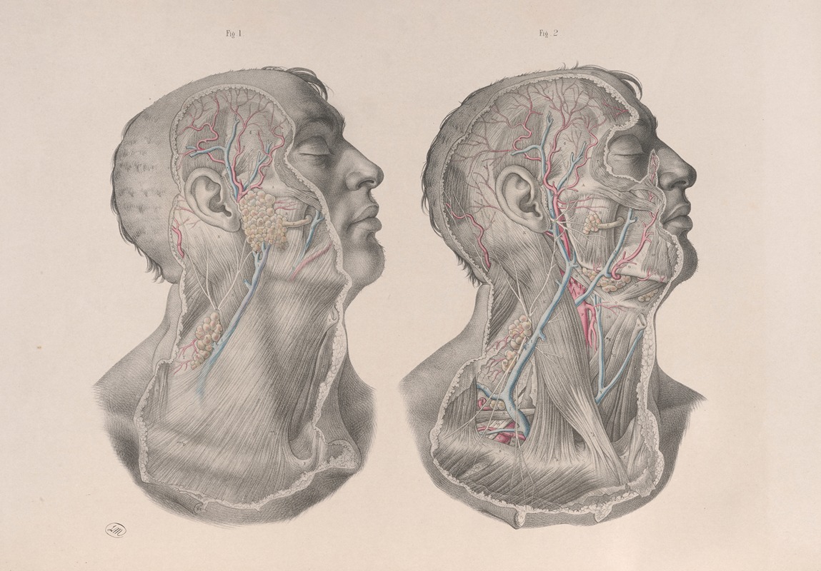 Joseph Maclise - Surgical anatomy Pl.05