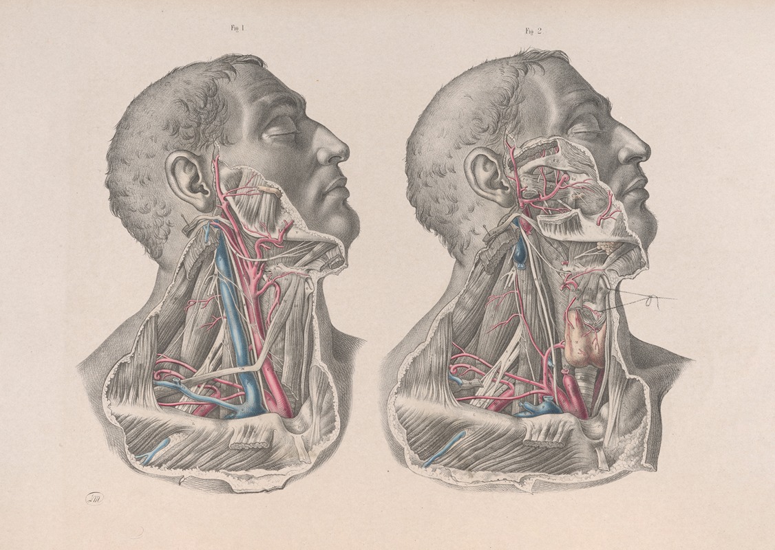 Joseph Maclise - Surgical anatomy Pl.06