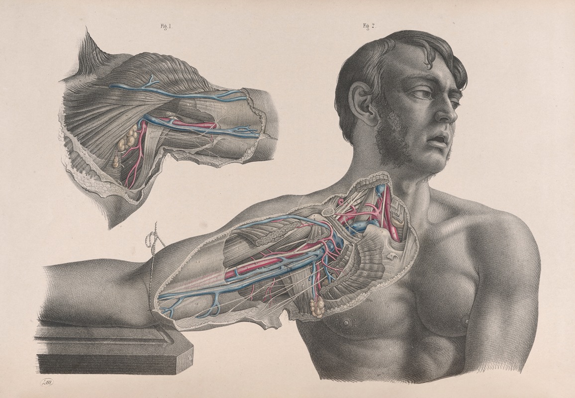 Joseph Maclise - Surgical anatomy Pl.08