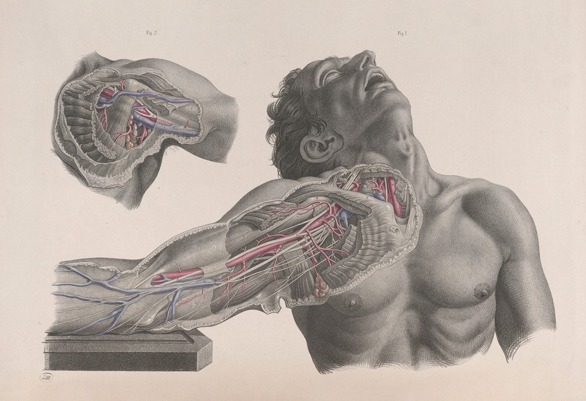 Joseph Maclise - Surgical anatomy Pl.09