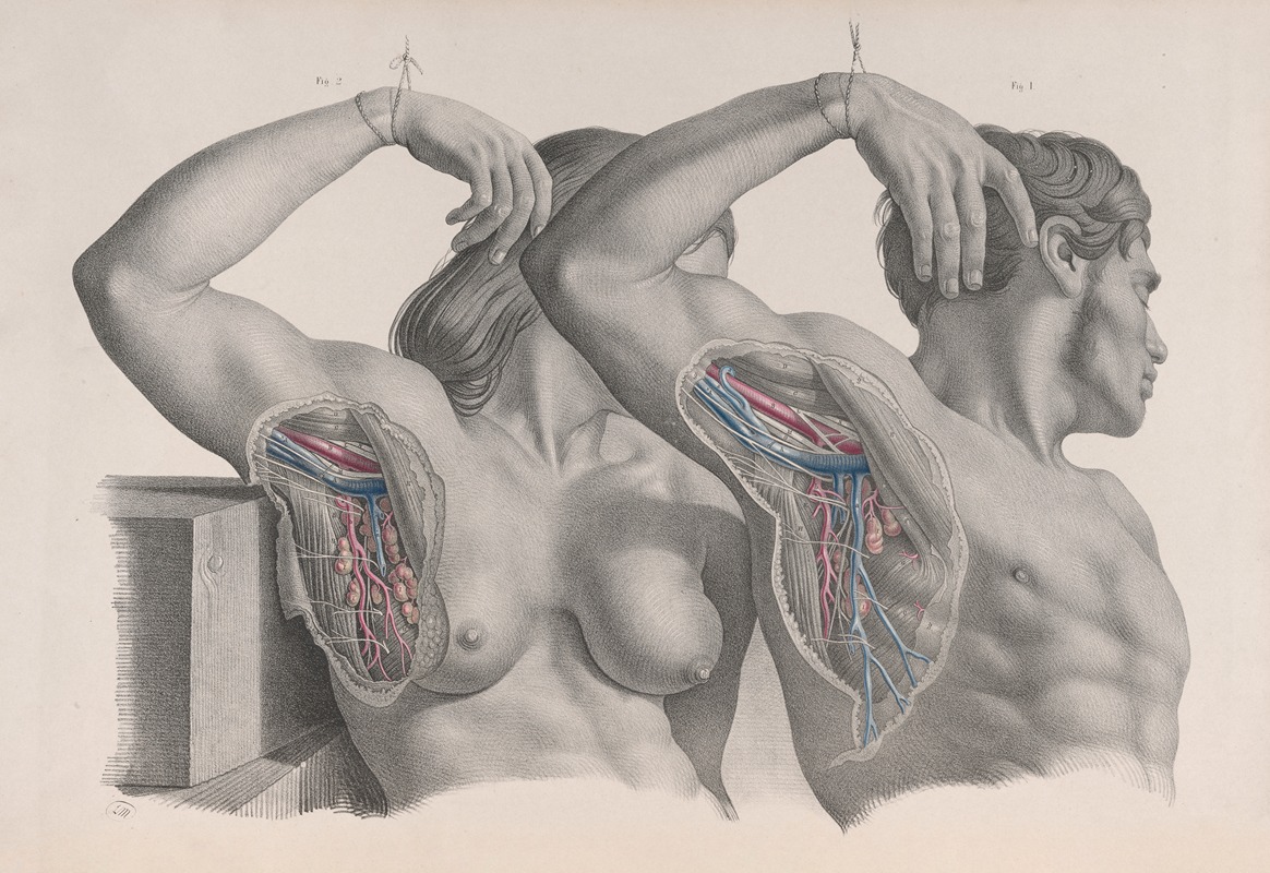 Joseph Maclise - Surgical anatomy Pl.10