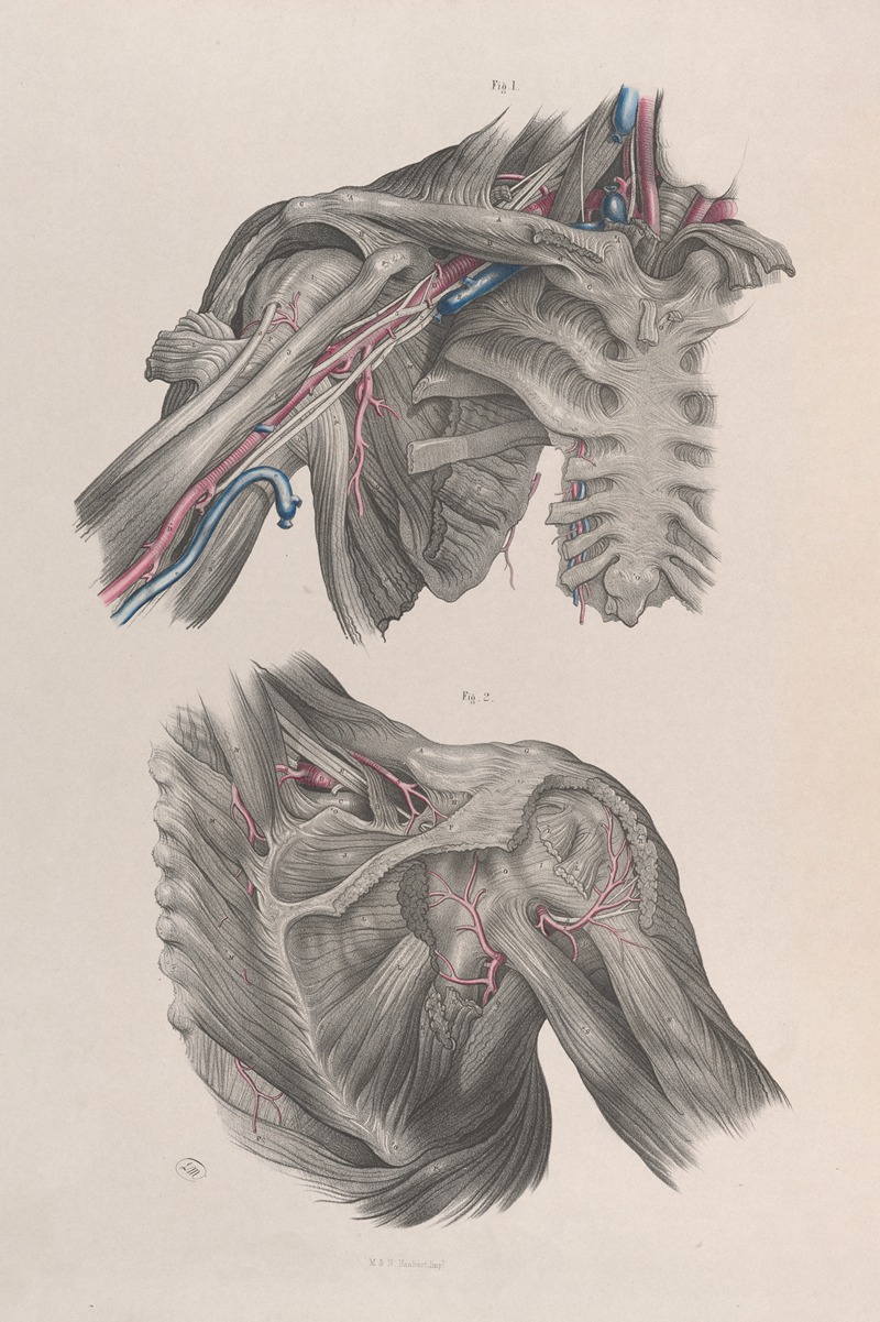 Joseph Maclise - Surgical anatomy Pl.11