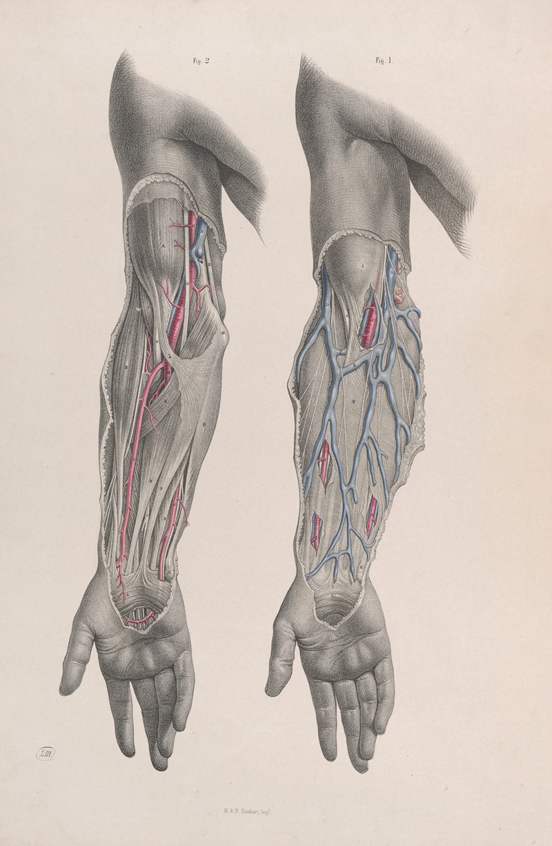 Joseph Maclise - Surgical anatomy Pl.12