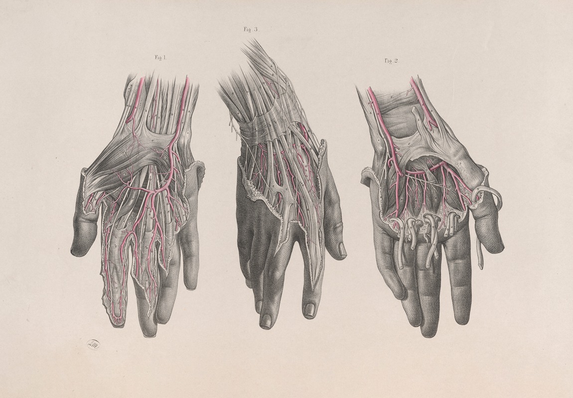 Joseph Maclise - Surgical anatomy Pl.13