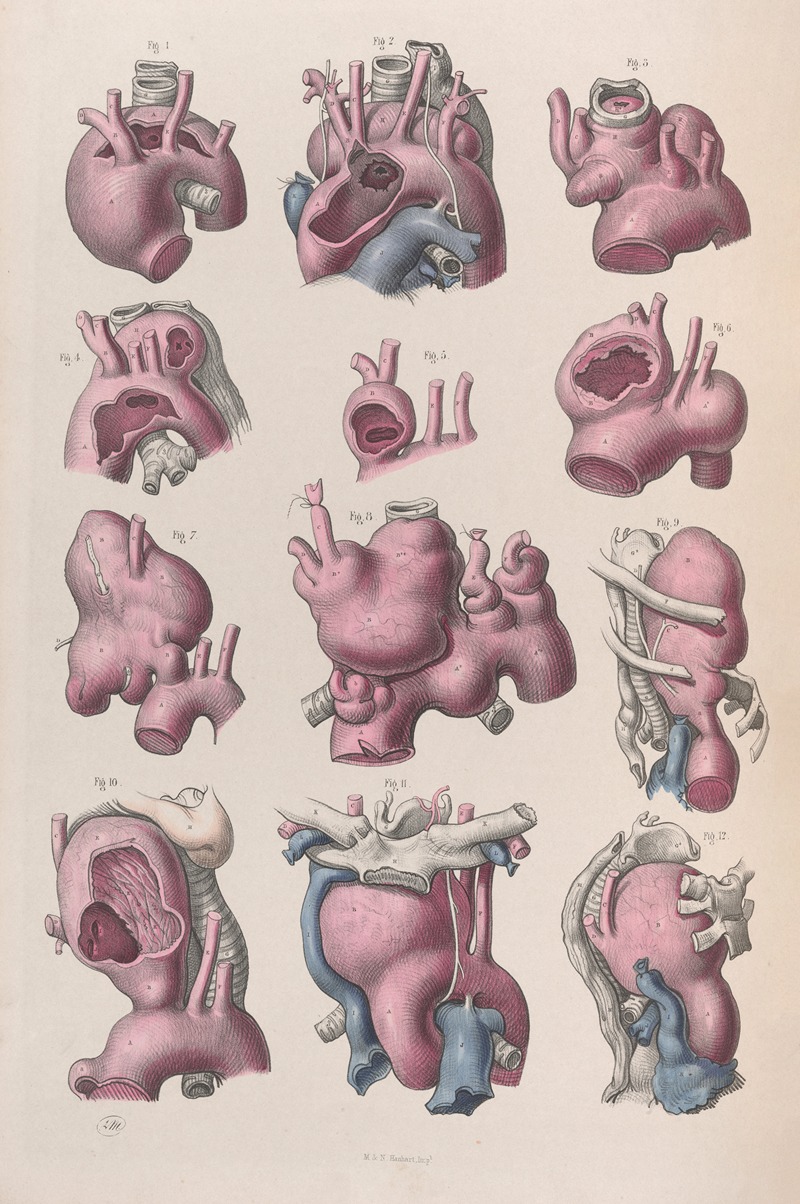 Joseph Maclise - Surgical anatomy Pl.16