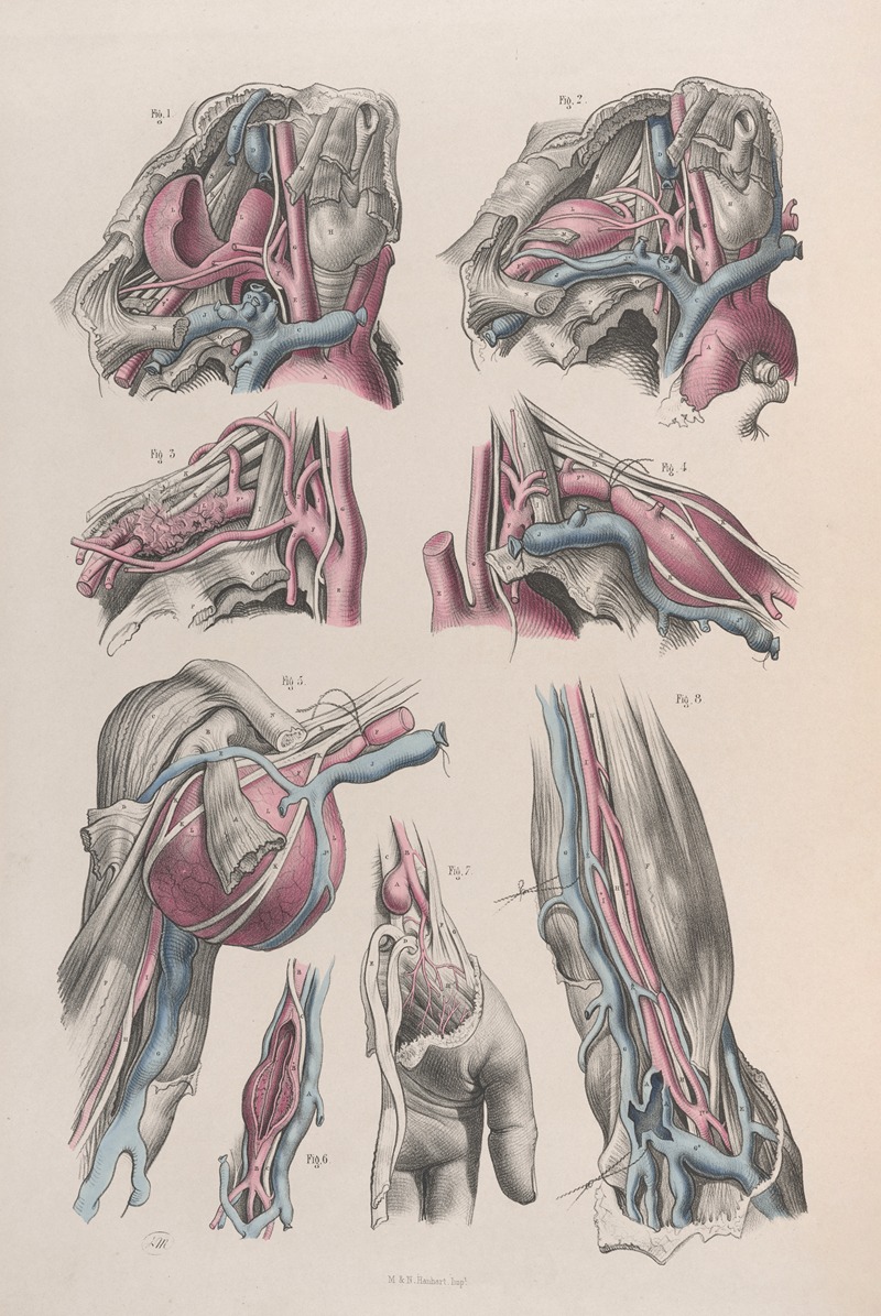 Joseph Maclise - Surgical anatomy Pl.18