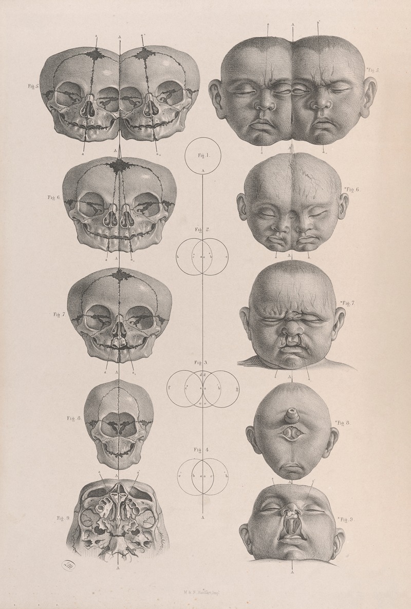 Joseph Maclise - Surgical anatomy Pl.19