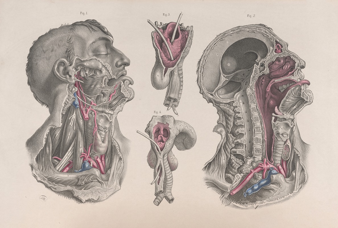 Joseph Maclise - Surgical anatomy Pl.20