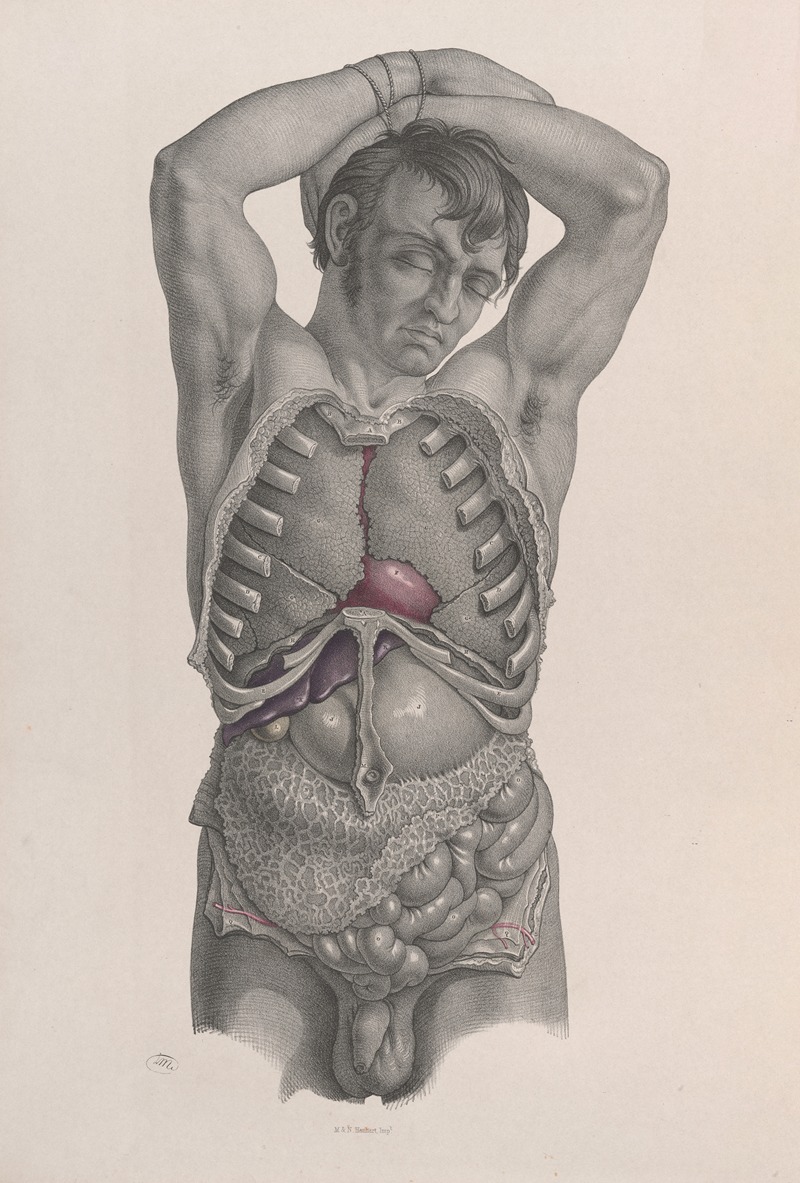 Joseph Maclise - Surgical anatomy Pl.21