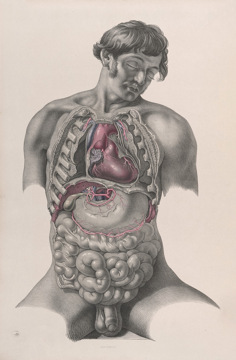 Joseph Maclise - Surgical anatomy Pl.22