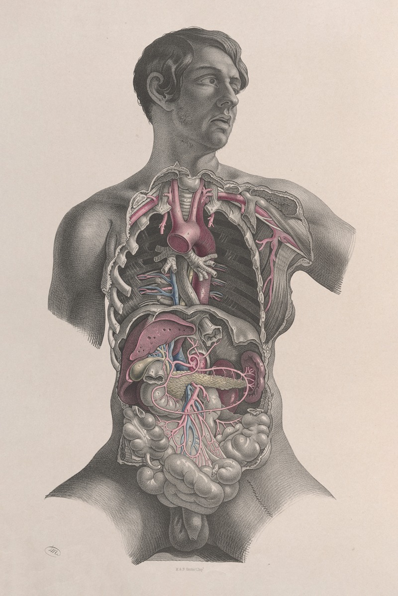 Joseph Maclise - Surgical anatomy Pl.23