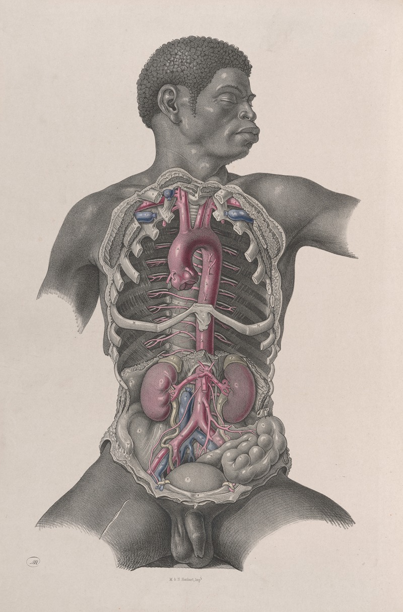 Joseph Maclise - Surgical anatomy Pl.24