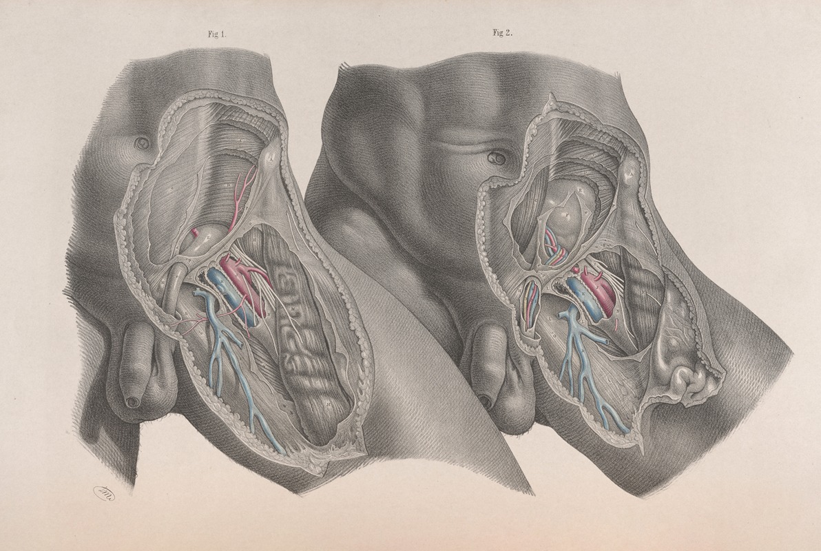 Joseph Maclise - Surgical anatomy Pl.28