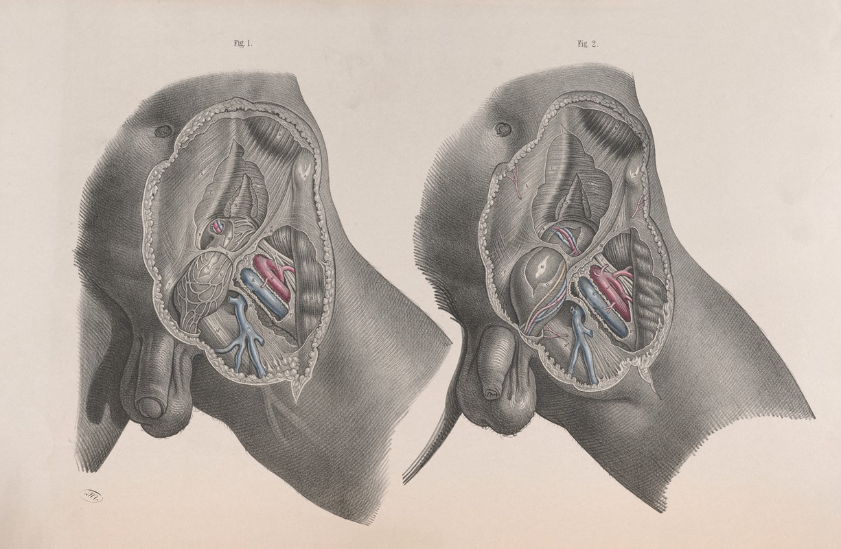 Joseph Maclise - Surgical anatomy Pl.29