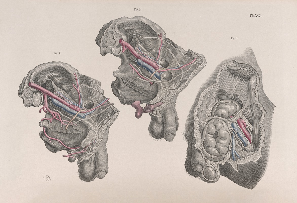 Joseph Maclise - Surgical anatomy Pl.31