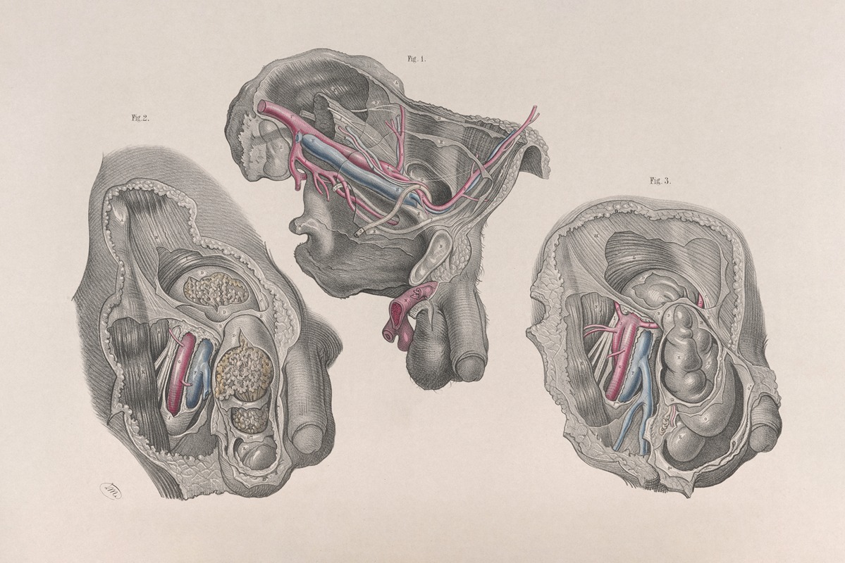 Joseph Maclise - Surgical anatomy Pl.32