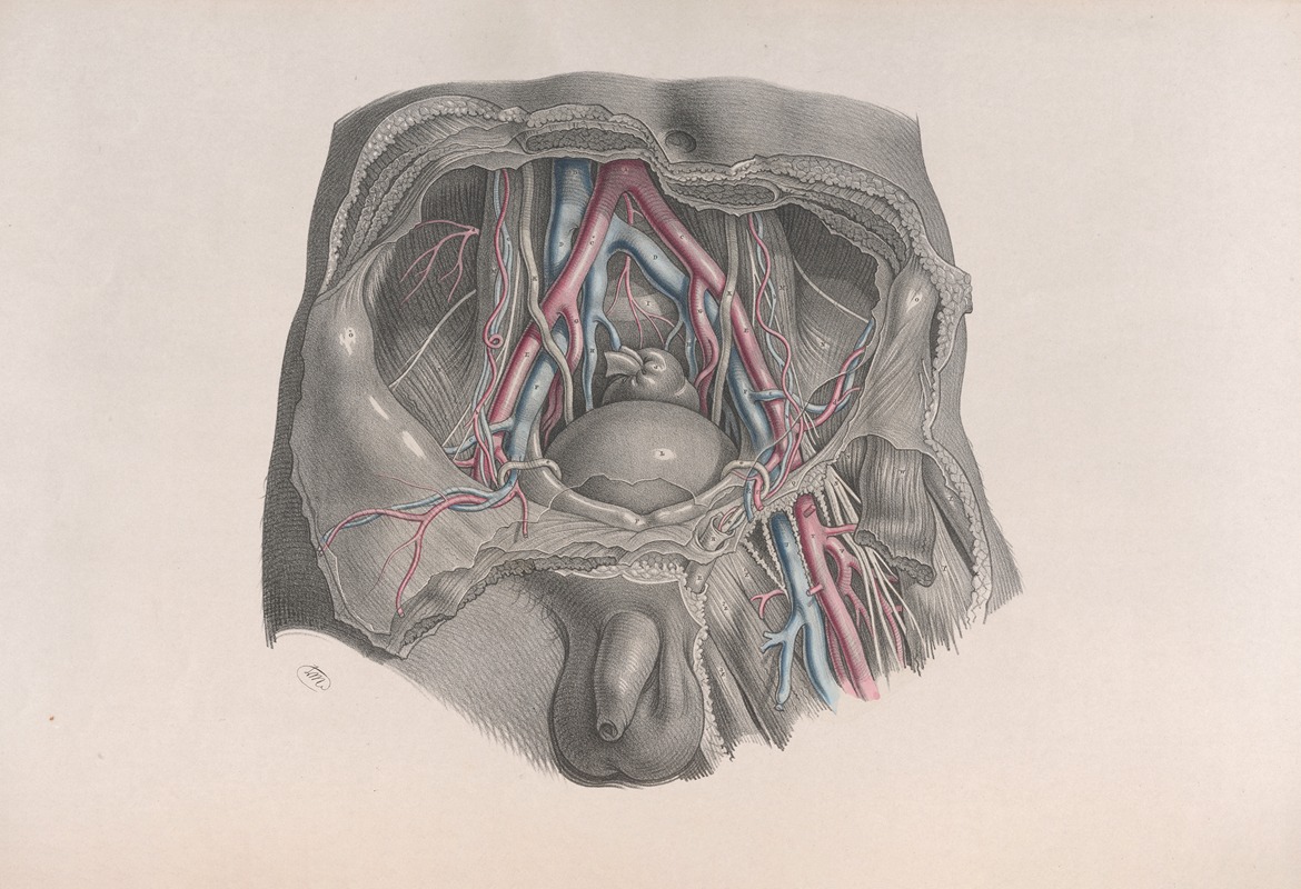 Joseph Maclise - Surgical anatomy Pl.39