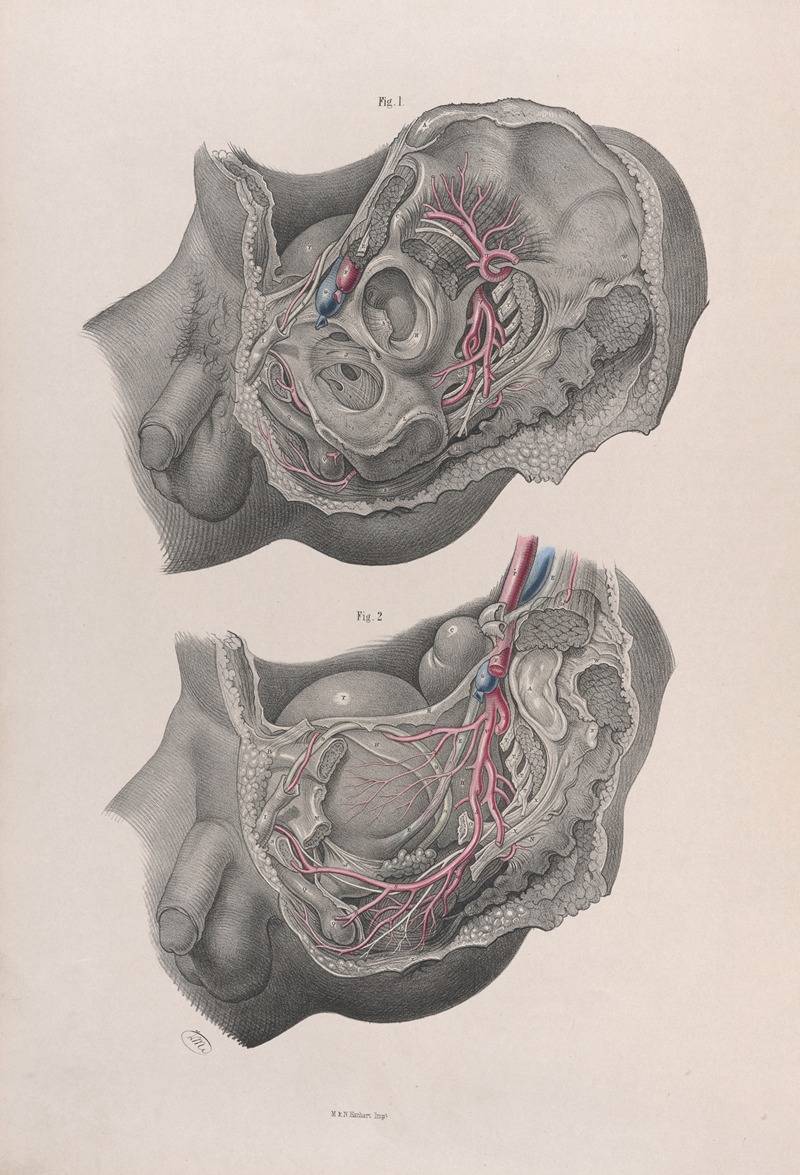 Joseph Maclise - Surgical anatomy Pl.40