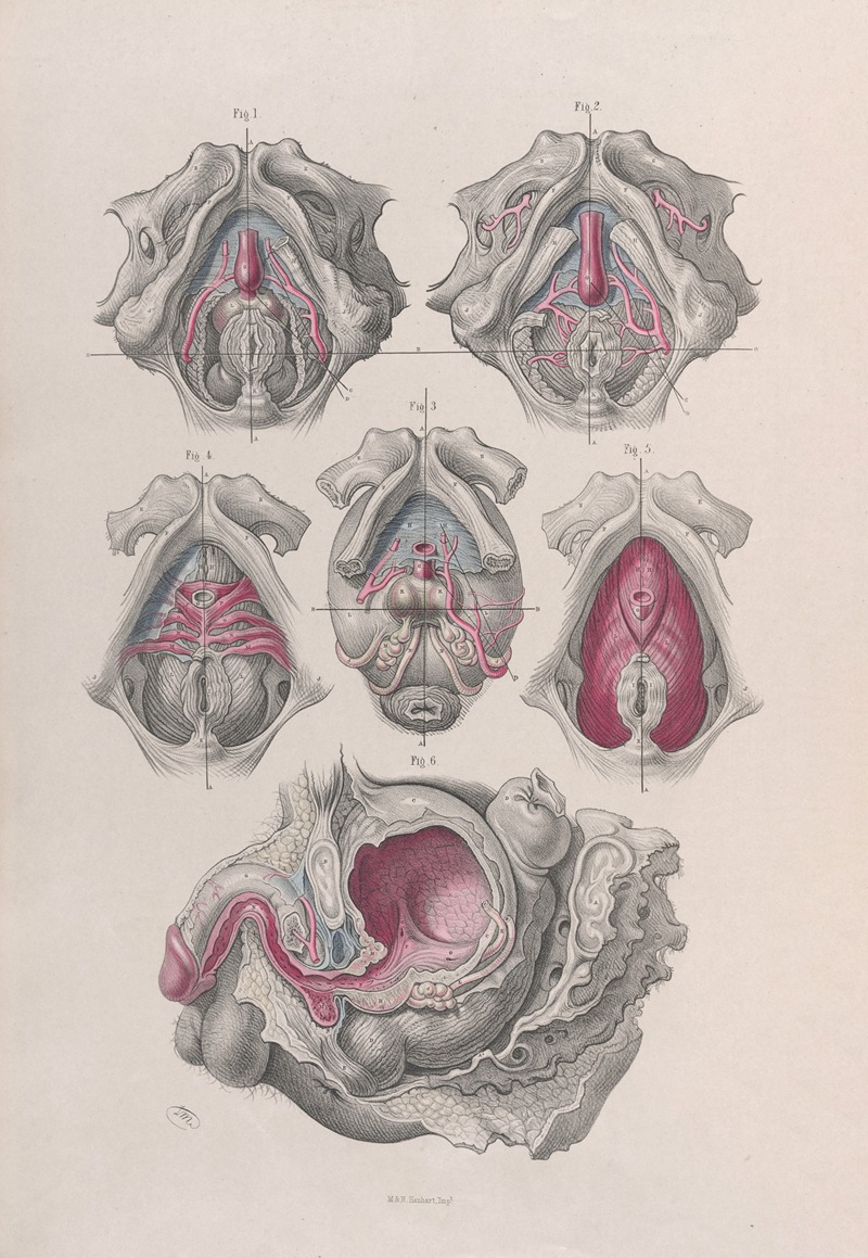 Joseph Maclise - Surgical anatomy Pl.41