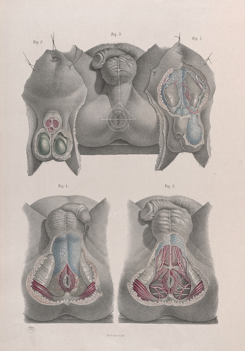 Joseph Maclise - Surgical anatomy Pl.42