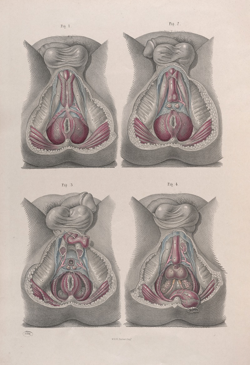 Joseph Maclise - Surgical anatomy Pl.43