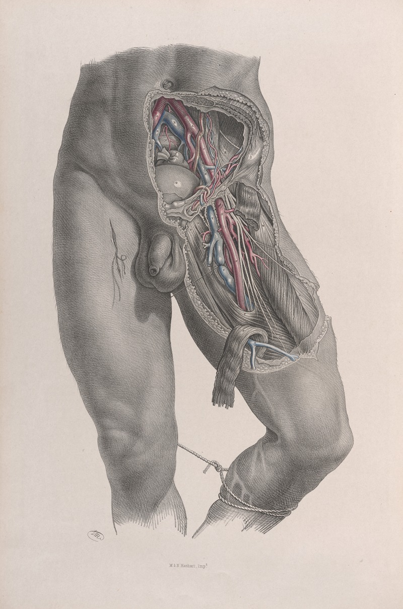 Joseph Maclise - Surgical anatomy Pl.48