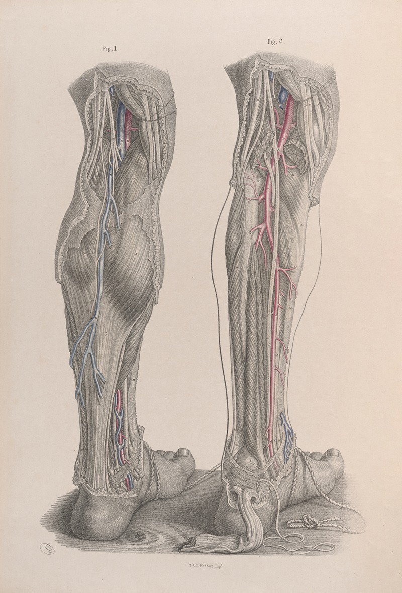 Joseph Maclise - Surgical anatomy Pl.49