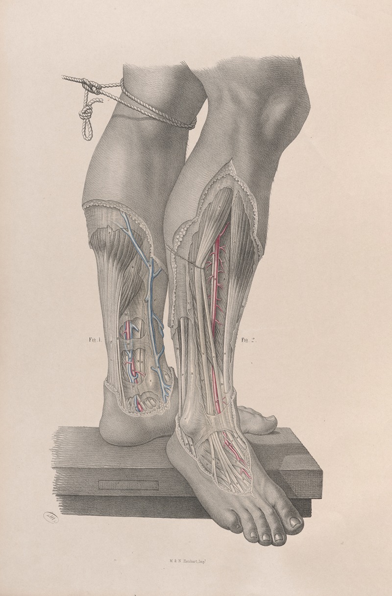 Joseph Maclise - Surgical anatomy Pl.50