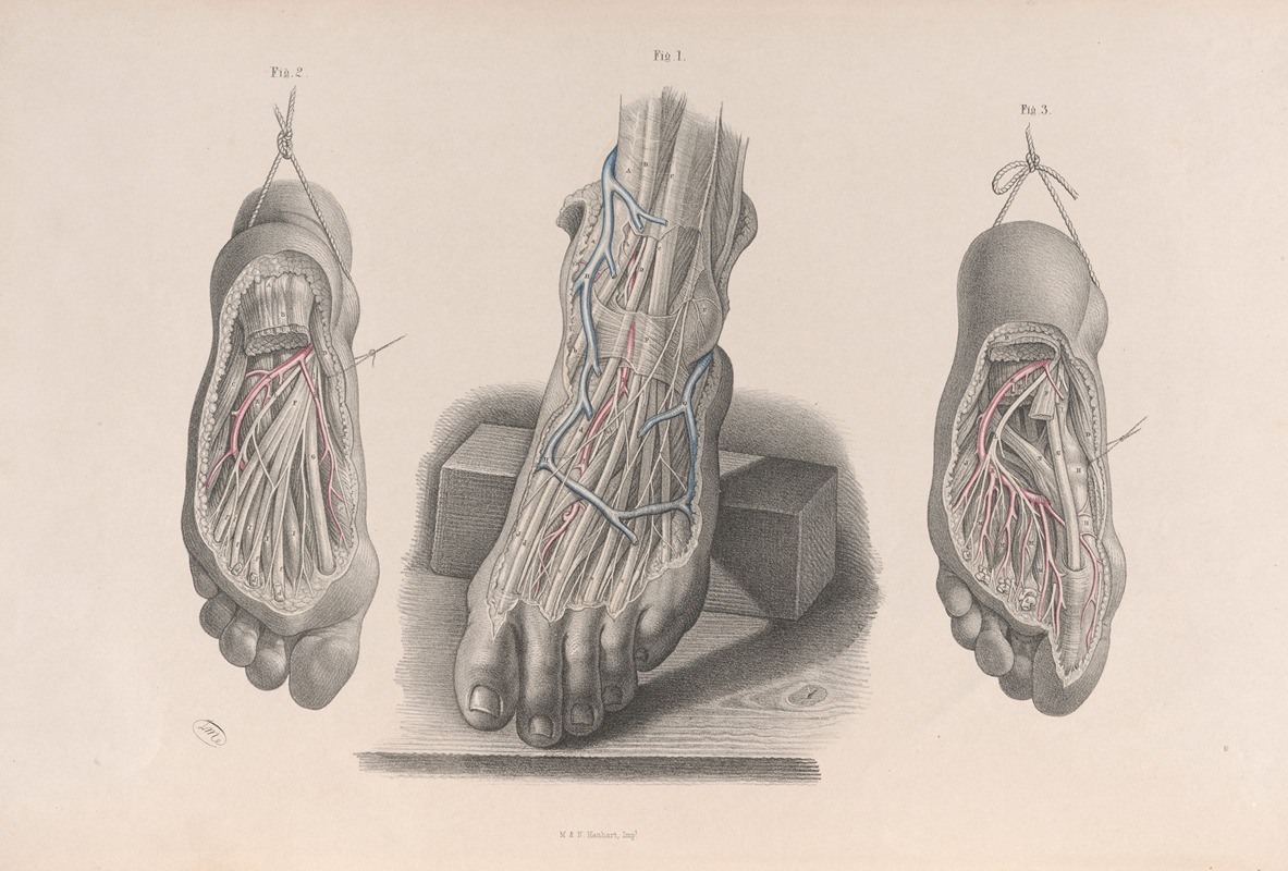 Joseph Maclise - Surgical anatomy Pl.51