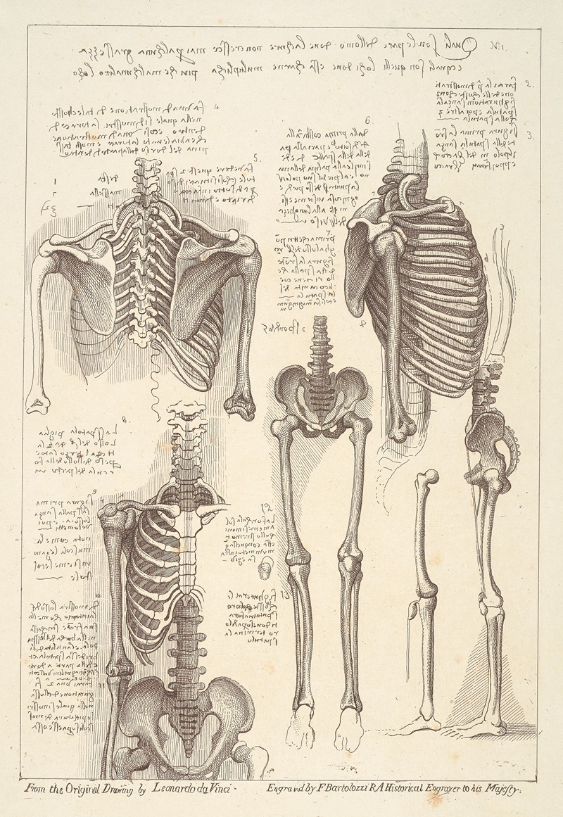 Francesco Bartolozzi - Sheet of Anatomical Studies of Postcranial Bones (after Leonardo da Vinci)