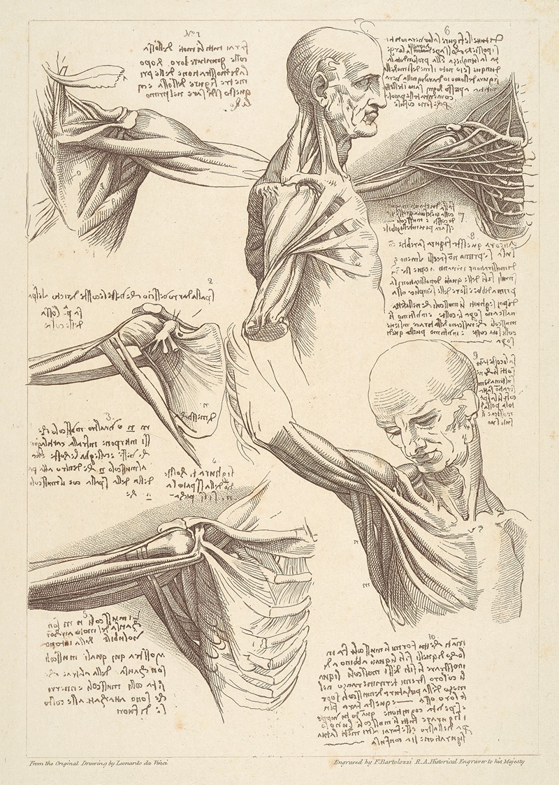 Francesco Bartolozzi - Sheet of Anatomical Studies of the Shoulder Muscles (after Leonardo da Vinci)