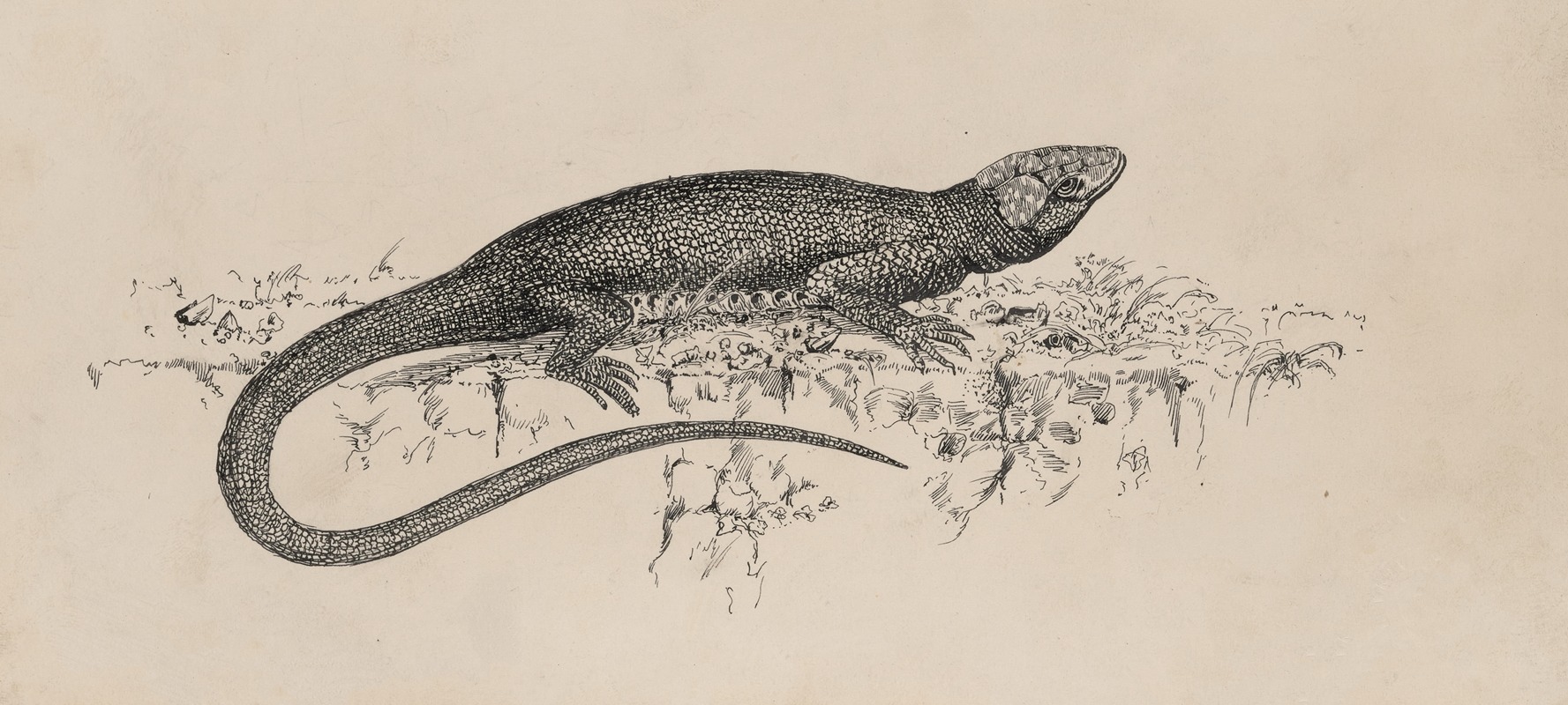 Milton J. Burns - Common Garden-lizard