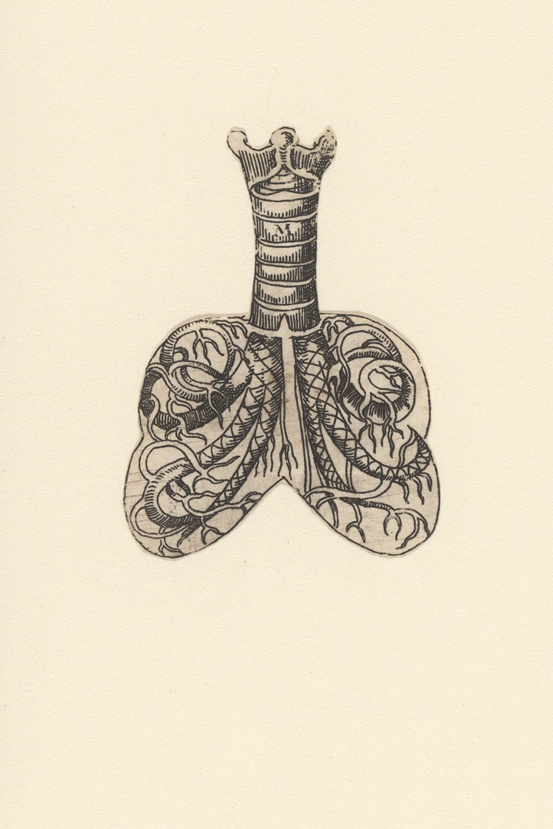 Lucas Kilian - Cross section of trachea and lungs