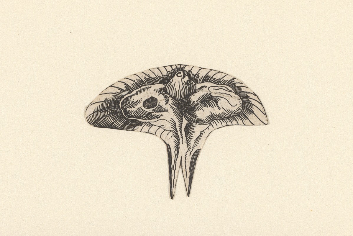 Lucas Kilian - Transverse section of uterus