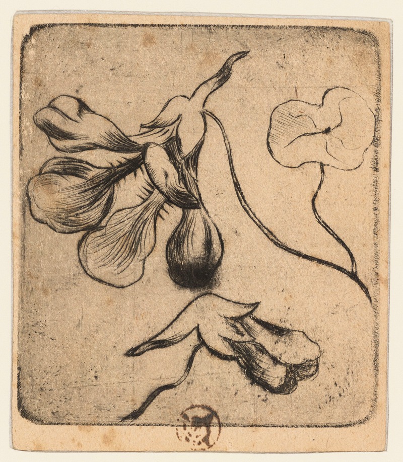 Blanche Derousse - Croquis d’iris