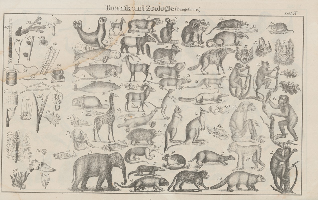 Heinrich August Pierer - Atlas der Abbildungen Pierer’s Universal Lexikon Pl.14