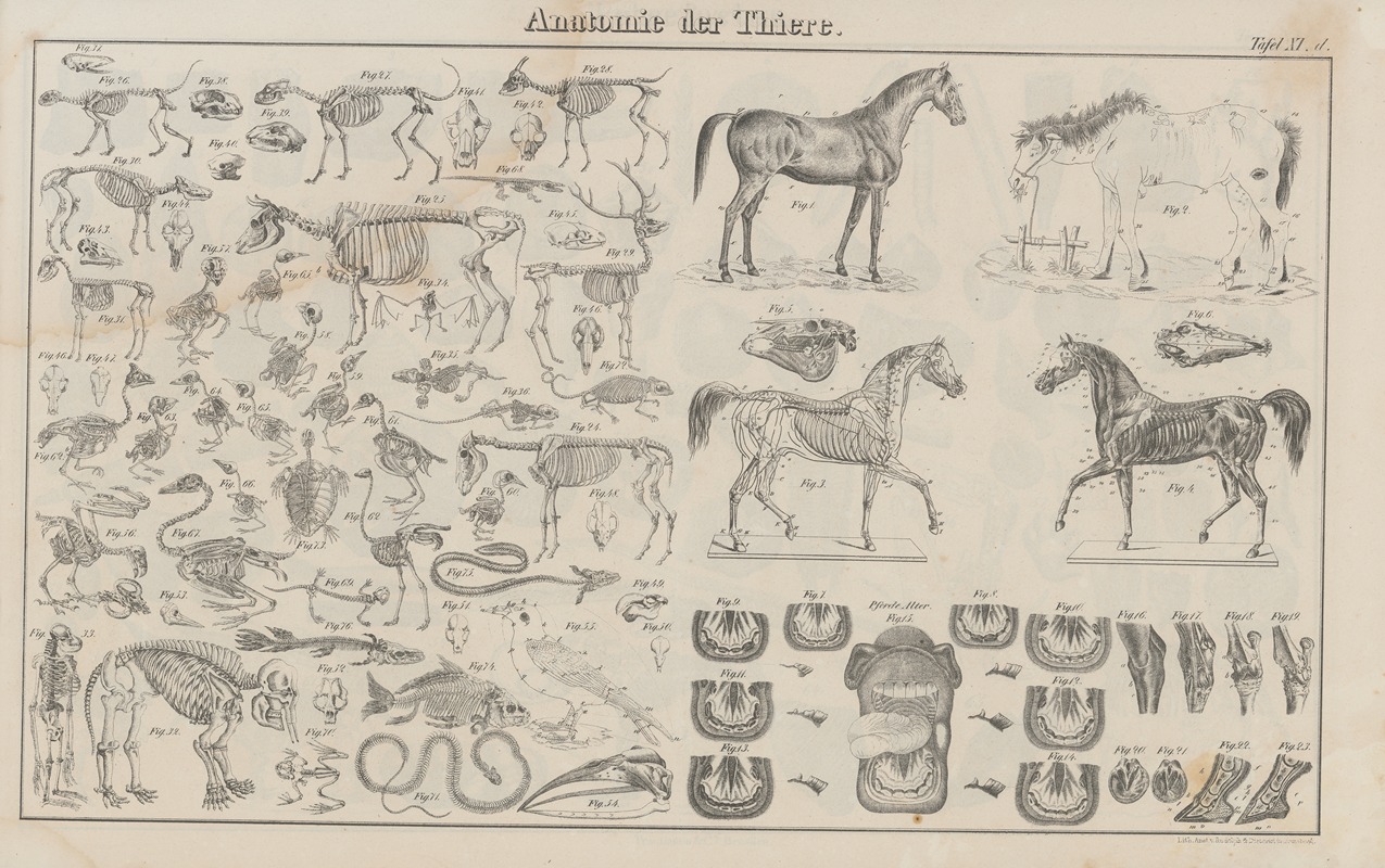 Heinrich August Pierer - Atlas der Abbildungen Pierer’s Universal Lexikon Pl.19