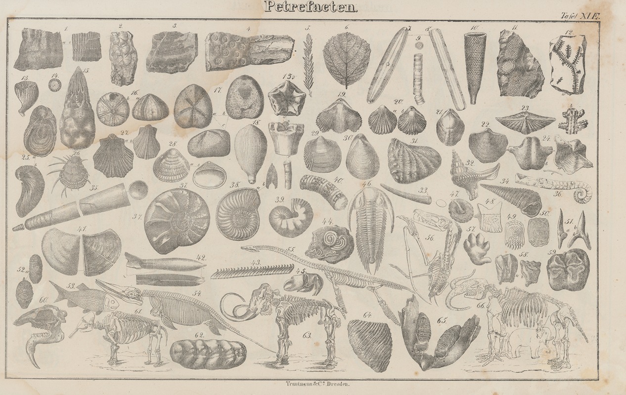 Heinrich August Pierer - Atlas der Abbildungen Pierer’s Universal Lexikon Pl.20