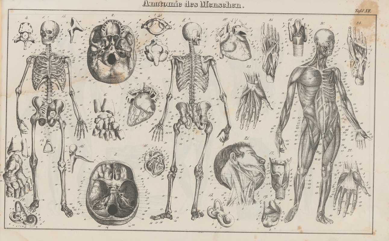 Heinrich August Pierer - Atlas der Abbildungen Pierer’s Universal Lexikon Pl.21