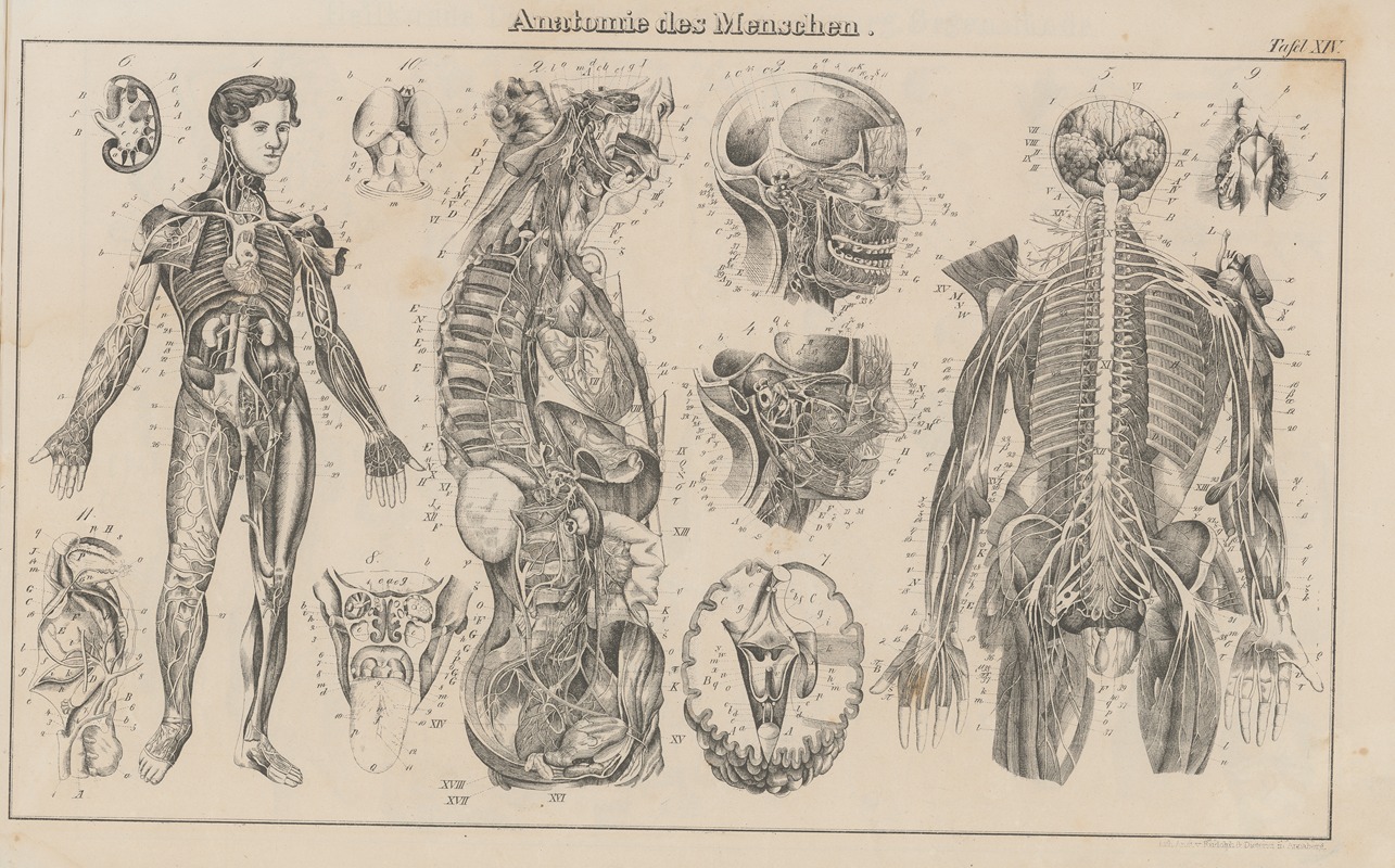 Heinrich August Pierer - Atlas der Abbildungen Pierer’s Universal Lexikon Pl.23