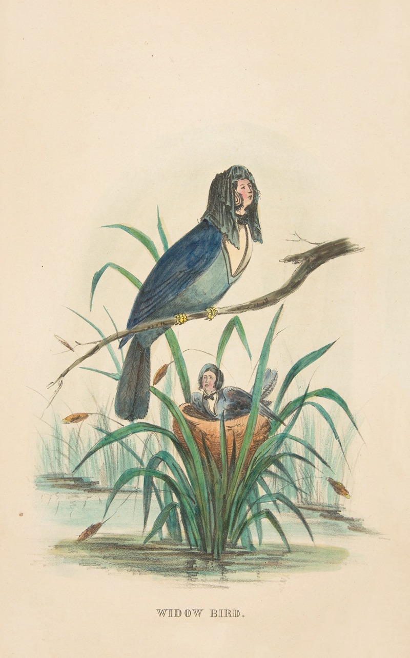 Henry Louis Stephens - Widow Bird